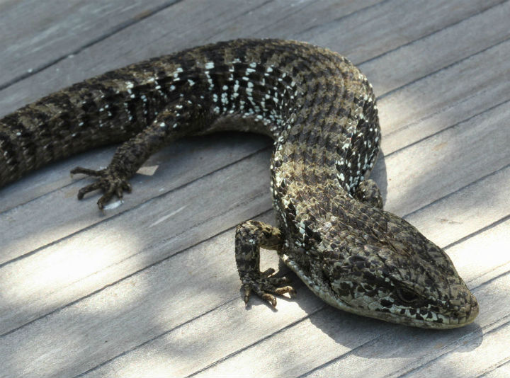 Northern Alligator Lizard